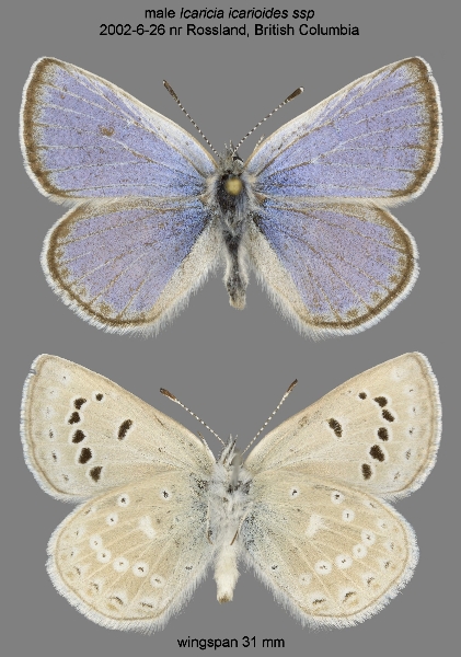 Photo of Plebejus icarioides by Norbert Kondla